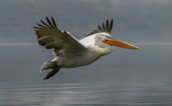 Dalmata Pelican Del Lago Kerkini Foto Stock