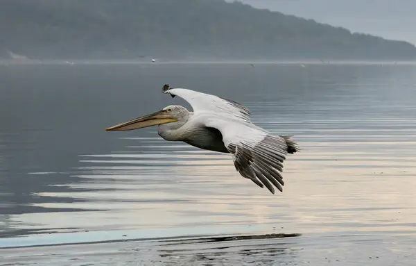 Далматинський Пелікан Озера Керкіні Ліцензійні Стокові Фото