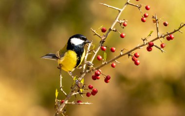 Great tit drink water and sitting on branch