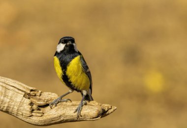 Great tit drink water and sitting on branch