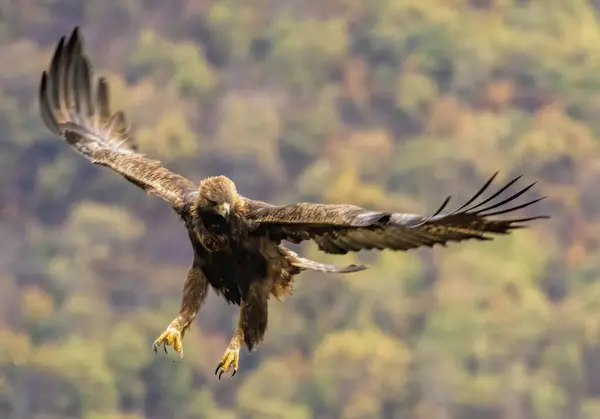 stock image Action photography of Golden Eagle