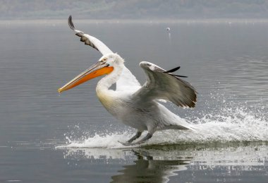 Kerkini Gölü 'nün Dalmaçyalı Pelikanı