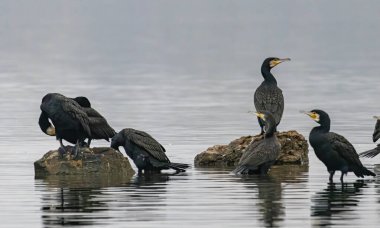 Doğal ortamdaki Büyük Karabatak (Phalacrocorax carbo)