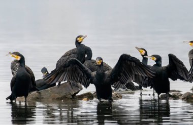 Doğal ortamdaki Büyük Karabatak (Phalacrocorax carbo)