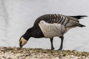 Doğal ortamında Barnacle Goose (Branta lökossis)