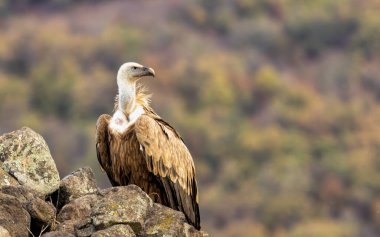 Griffon Vulture (Gyps fulvus) beslenme istasyonu üzerine