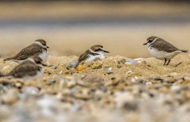 Kentish Plover (Charadrius alexandrinus) doğal bir yaşam alanında