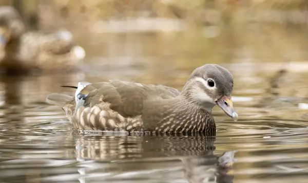 Stock image Female mandarin duck (Aix galericulata) in natural habitat