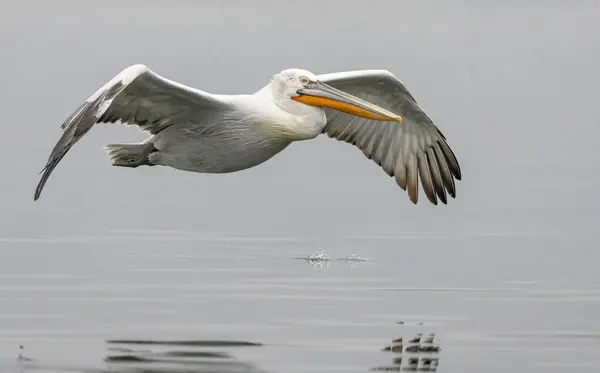 Dalmata Pelican Del Lago Kerkini Immagini Stock Royalty Free