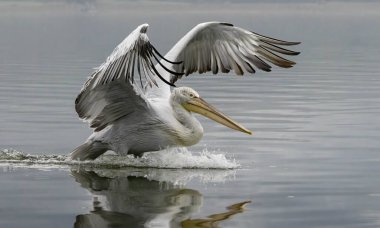 Kerkini Gölü 'nün Dalmaçyalı Pelikanı