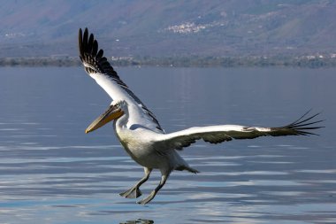 Kerkini Gölü 'nün Dalmaçyalı Pelikanı