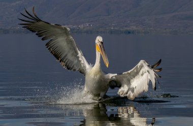 Kerkini Gölü 'nün Dalmaçyalı Pelikanı