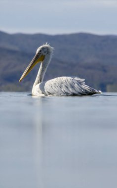 Kerkini Gölü 'nün Dalmaçyalı Pelikanı