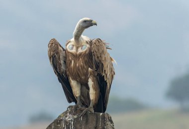 Griffon Vulture (Gyps fulvus) beslenme istasyonu üzerine