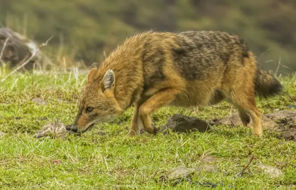 stock image Golden Jackal in a natural habitat