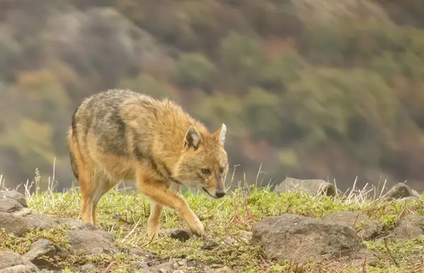 stock image Golden Jackal in a natural habitat