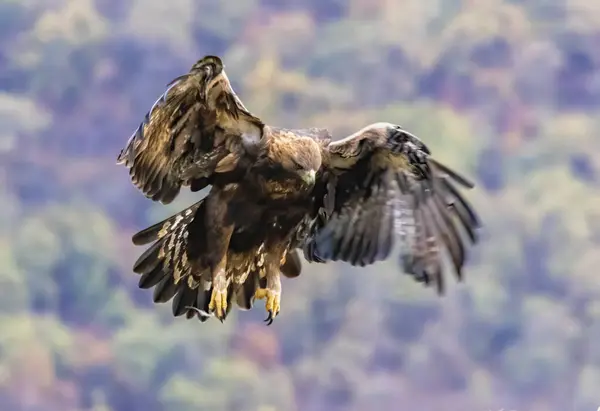 stock image Action photography of Golden Eagle