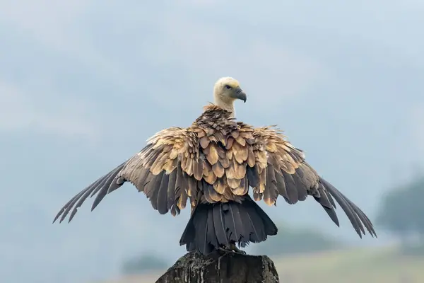 stock image Griffon Vulture (Gyps fulvus) on feeding station