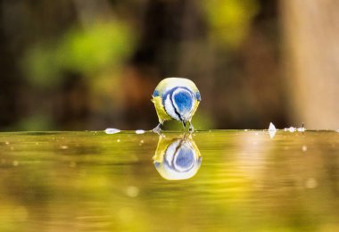 Blue tit drink water and sitting on branch clipart