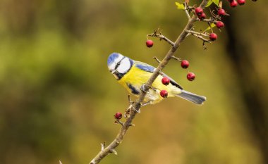 Blue tit drink water and sitting on branch