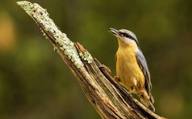 Ormandaki Avrasya Boğazı (Sitta europaea)