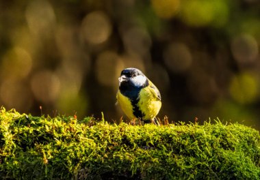 Great tit drink water and sitting on branch