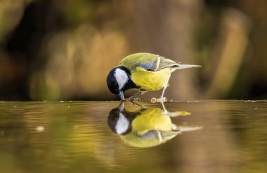 Great tit drink water and sitting on branch clipart