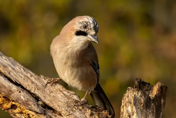 Orman kuşu Jay (Garrulus glandarius)