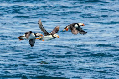 Atlantic Puffin on breeding rocks of Bempton cliffs, UK clipart