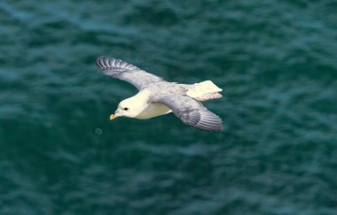 Kuzey Fulmar, Bempton kayalıkları, İngiltere 'de üreyen kayalar üzerine