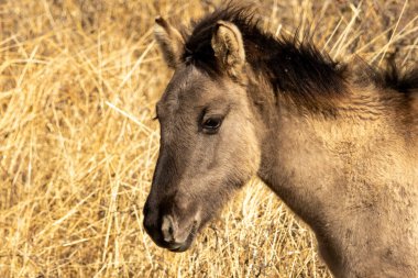 Semi wild horses (Tarpans) reintroduced in Bulgaria clipart