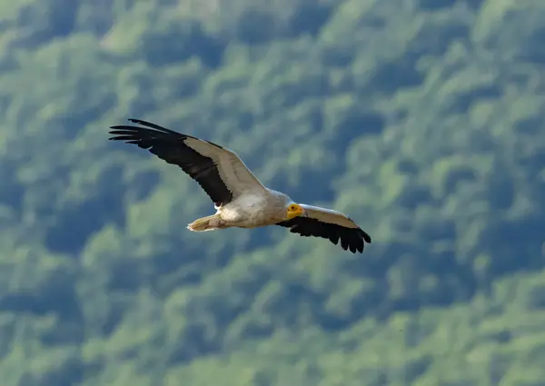 stock image Egyptian vulture in natural habitat in Bulgaria