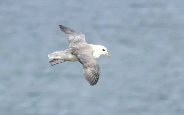 stock image Northern Fulmar on breeding rocks of Bempton cliffs, UK