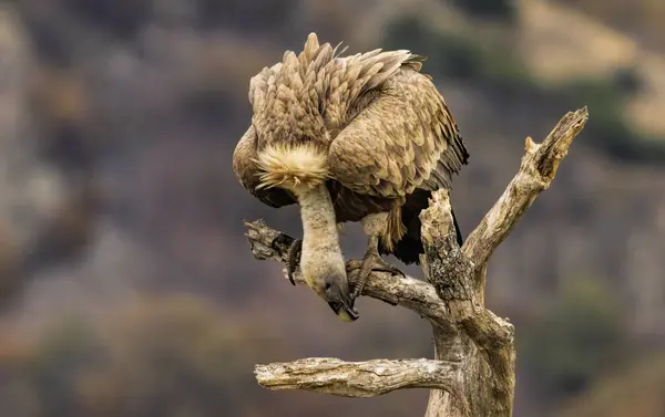 stock image Griffon Vulture (Gyps fulvus) on feeding station