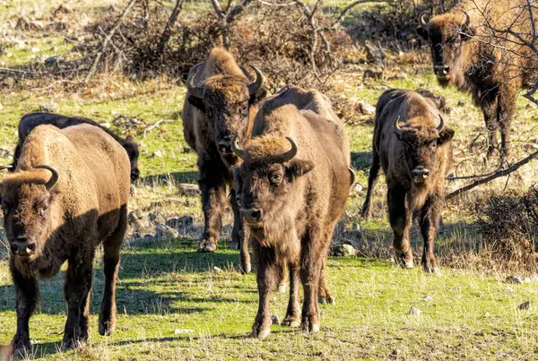 stock image European Bison reintroduced on the Balkans