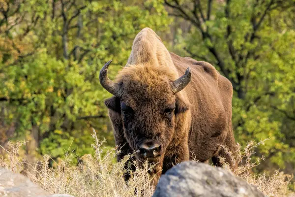 stock image European Bison reintroduced on the Balkans