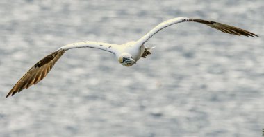 Kuzey Sümsük kuşu İngiltere 'deki Bempton kayalıklarında üreyen kayalar üzerine.