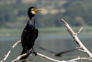 Doğal ortamdaki Büyük Karabatak (Phalacrocorax carbo)