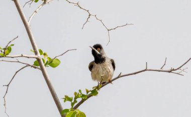 Rupel`s Warbler singing on stick clipart