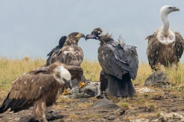 Cinereous, Egyptian and Griffon vultures and white-tailed sea-eagle on feeding station clipart