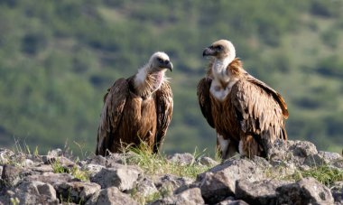 Griffon Vulture (Gyps fulvus) beslenme istasyonu üzerine