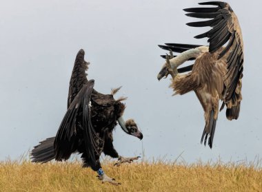 Cinereous, Egyptian and Griffon vultures and white-tailed sea-eagle on feeding station clipart