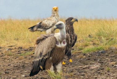 Cinereous, Mısırlı ve Griffon akbabaları ve beslenme istasyonunda beyaz kuyruklu deniz kartalı