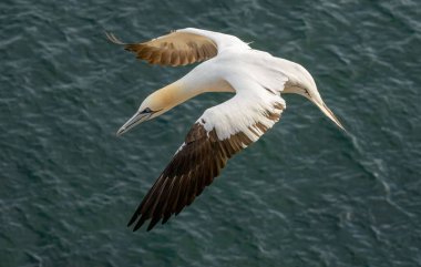 Kuzey Sümsük kuşu İngiltere 'deki Bempton kayalıklarında üreyen kayalar üzerine.