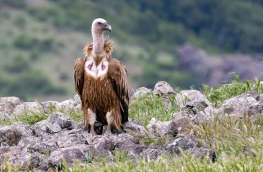 Griffon Vulture (Gyps fulvus) beslenme istasyonu üzerine