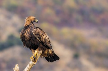 Altın Kartal 'ın aksiyon fotoğrafları