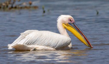 White Pelican of Kerkini Lake clipart