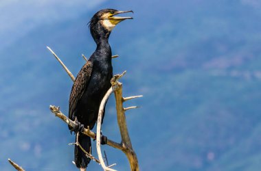 Doğal ortamdaki Büyük Karabatak (Phalacrocorax carbo)