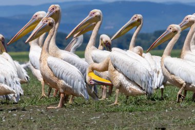 White Pelican of Kerkini Lake clipart