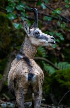 Chamois (Wild goat) in forest habitat